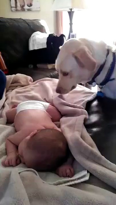 PERRO CARIÑOSO ARROPA A BEBE