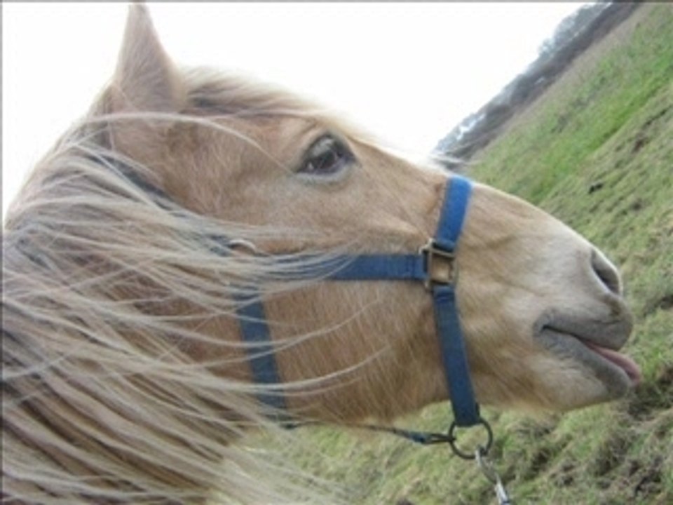 Tout les chevaux de la Torche