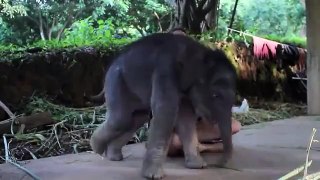 Baby Elephant