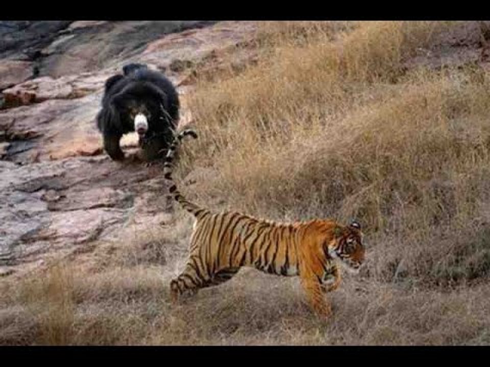 Bear Attack, Animal Fighting Videos Compilation