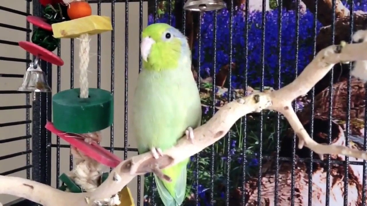 Bowies 5th Birthday!