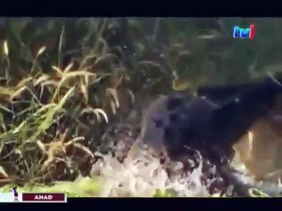 Wild Animal Documentary Crocodile King LARGEST REPTILE ON EARTH NEW+ Nature Documentary