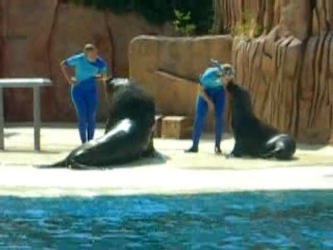 Parc Asterix animation dauphins