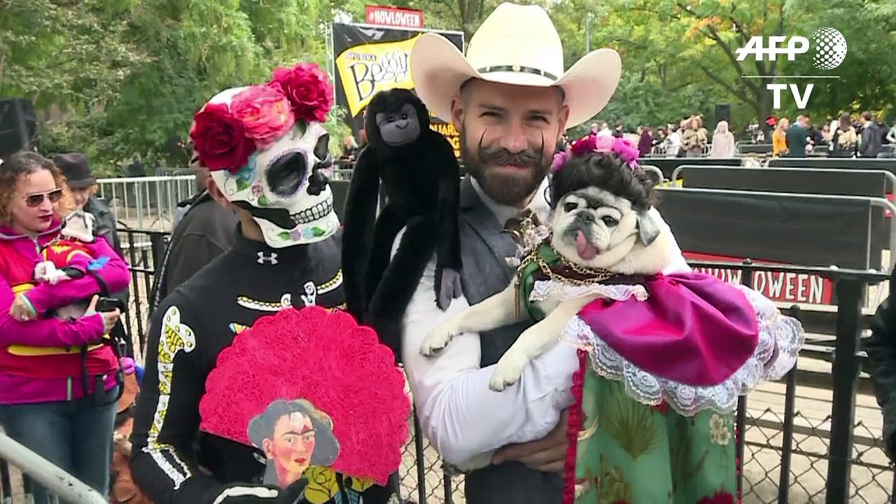Weißer Hai trifft Papst bei Hundeparade
