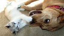 Cute Cats And Dogs Playing Together - Funny Dog