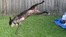 Dogs Doing Amazing Backflips - Funny And Awesome Dog Compilation