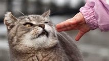Cats Just Dont Like Petting And Kisses - Funny And Cute Cat Compilation