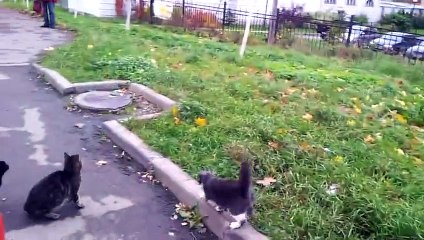Кошки ловят квадрокоптер ;D