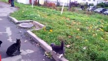 Кошки ловят квадрокоптер ;D