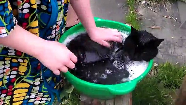 Купание царя