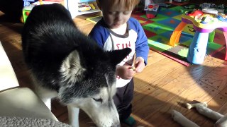 Mishka the Snack Thief! Siberian Husky Dog