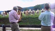 Concerto para vacas. Vaca engraçada ouvir música ao vivo