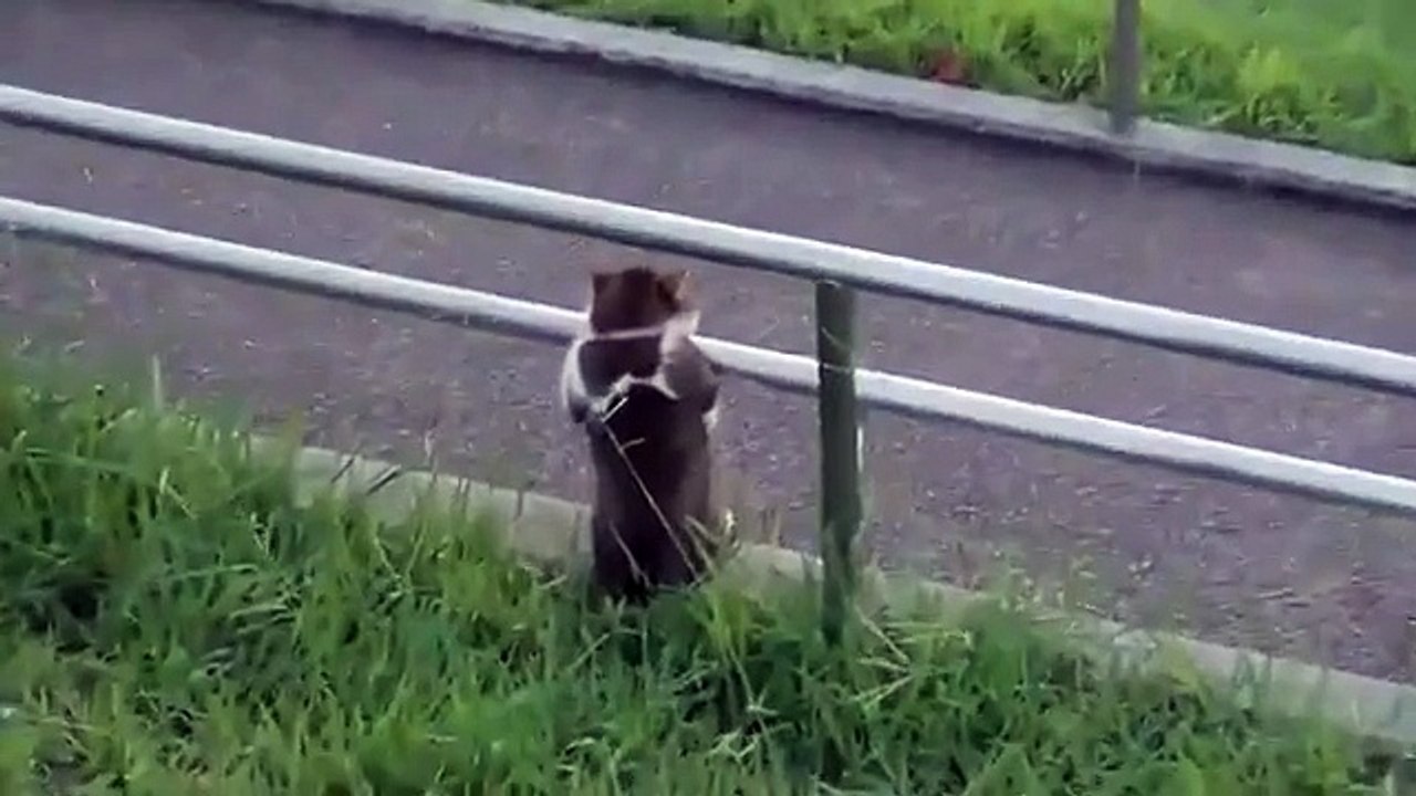 O gato eo sentido da vida. Gato engraçado pensou sobre a impermanência da vida