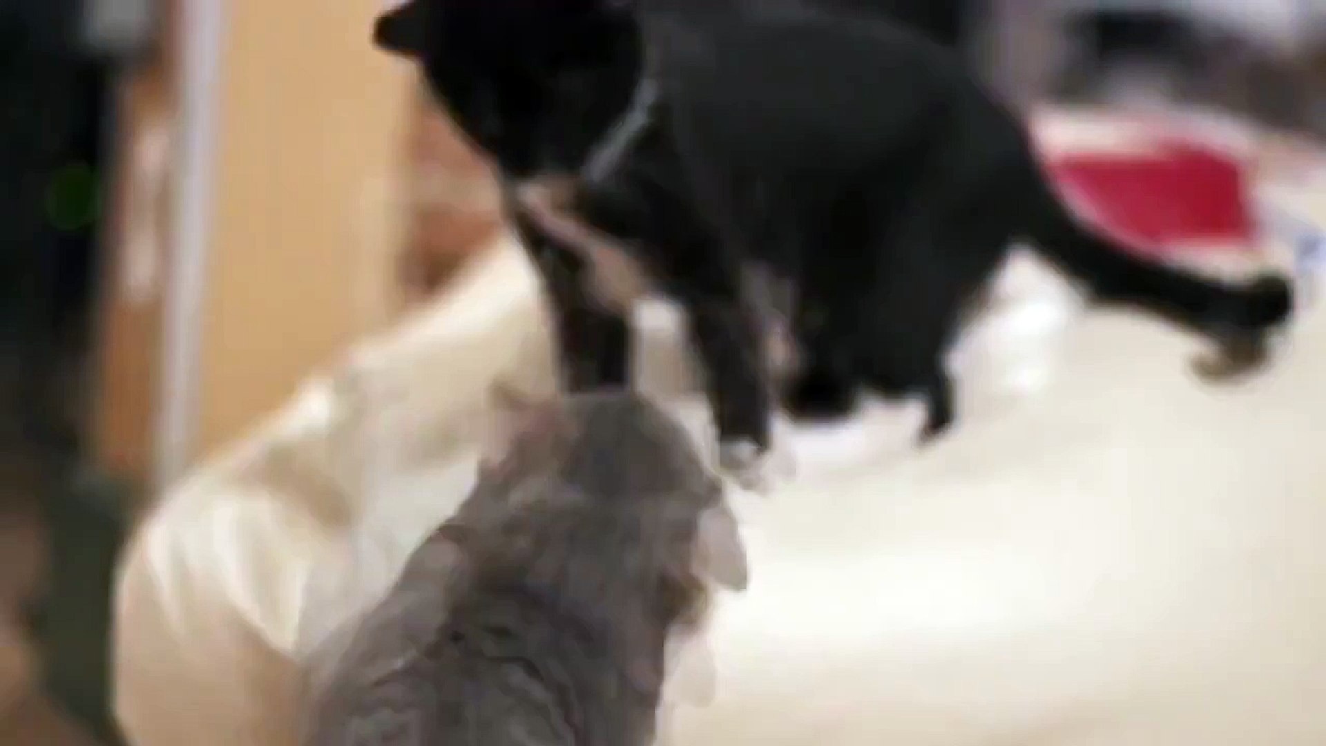 ⁣Dubstep Cats Slow Motion