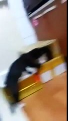 Gato preso em uma caixa. Cat contra gato