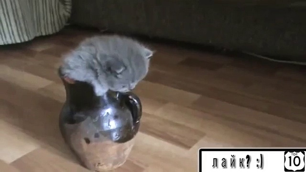 Gatinho em um vaso. Gatinho engraçado e mãe gato