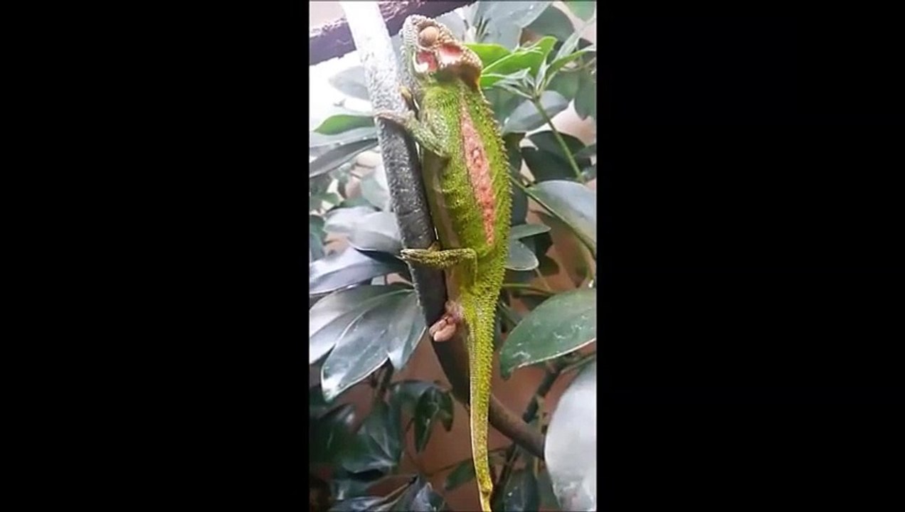 Nacimiento de un bebè camaleòn