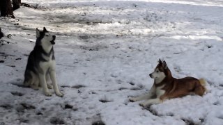 2 SIBERIAN HUSKIES TALK ABOUT THE SNOW!