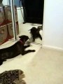 My dog barking at herself in the mirror