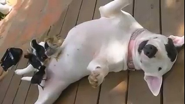 Самый добрый пёс в мире