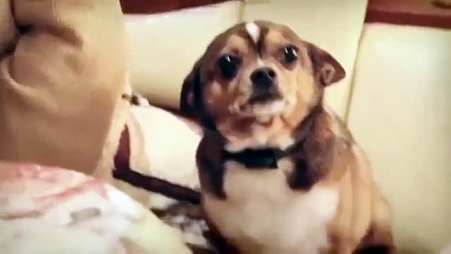 Ржачная собака