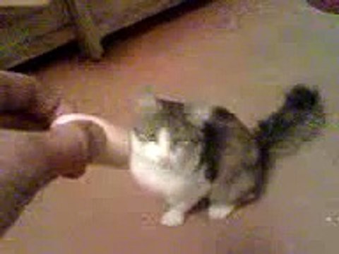 По настоящему голодный кот!