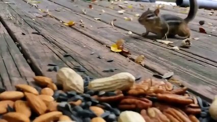 Самый жадный бурундук!