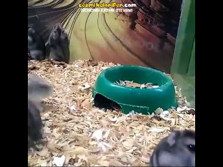 Çılgın Atan Hamster