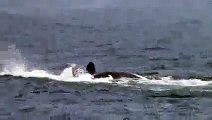 Killer Whales Attack Gray Whale Calf on Easter Sunday- Part 2 - YouTube