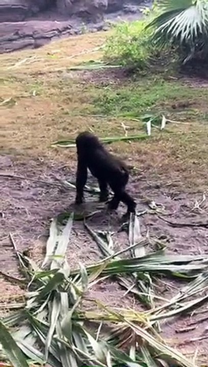Baby Monkeys!!!