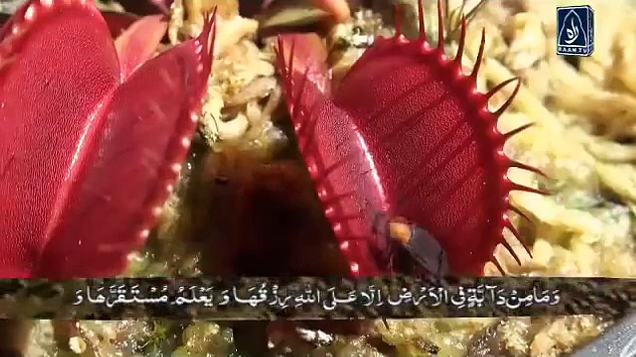 Molana Tariq Jameel Best Videos Daily - Facebook[via torchbrowser.com]