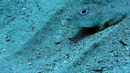 The wisdom of God is seen through his creations.... beautiful!