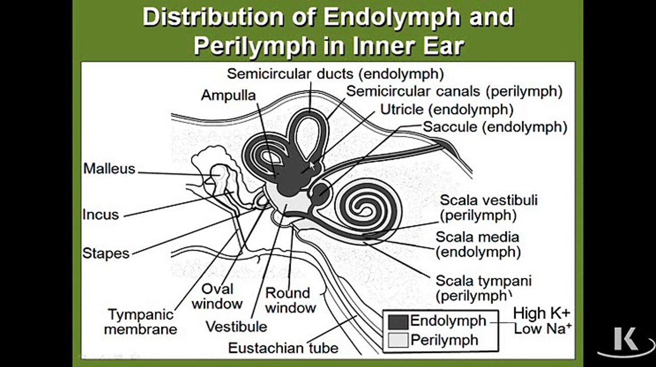 Ear neuroanatomy
