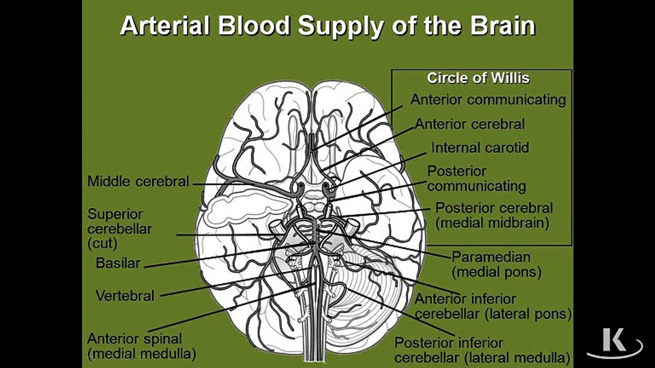 Blood Supply ToBrain