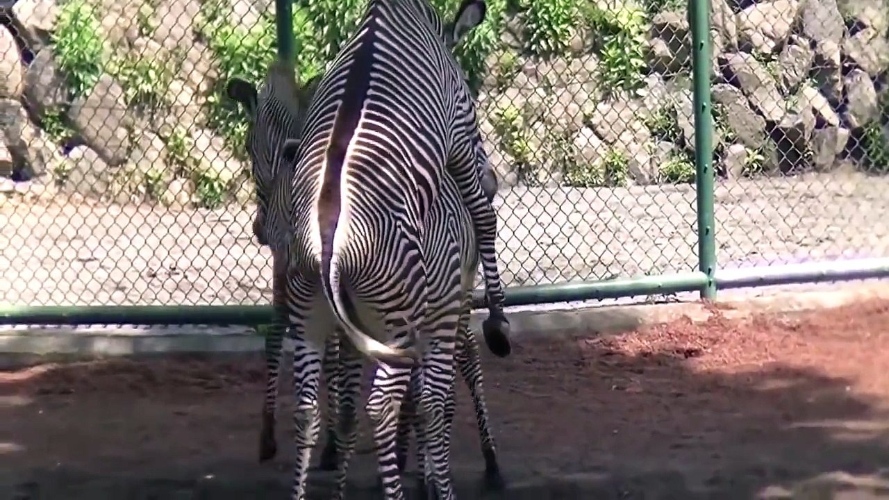 ZEBRA MATING - ANIMAL MATING