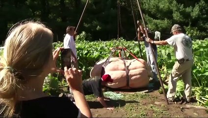 The Secrets To Growing A 2,000-Pound Pumpkin