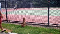 A Puppy Watching A Tennis Match Has Totally Made My Day!