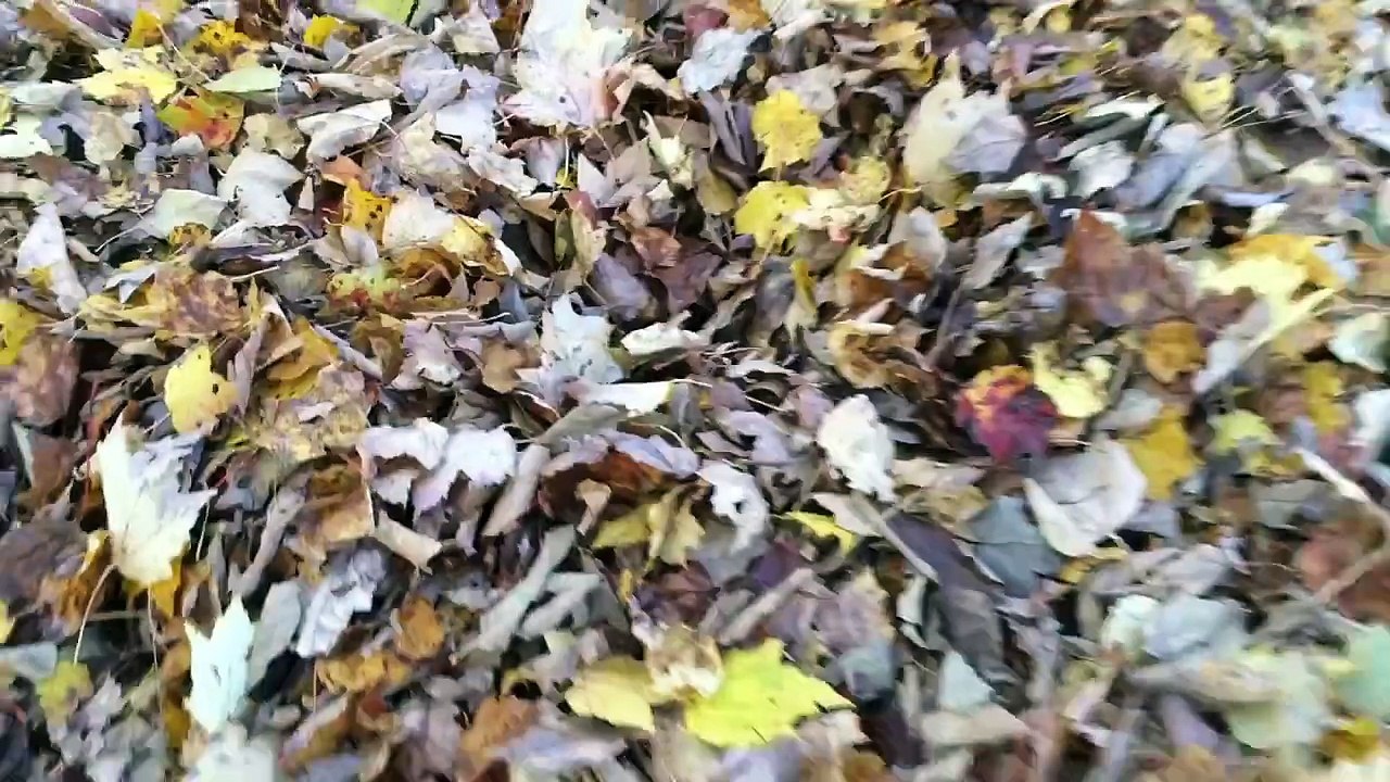 Regardez ce que fait ce labrador avec un tas de feuilles mortes