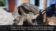 Scientists identify new Galapagos giant tortoise species