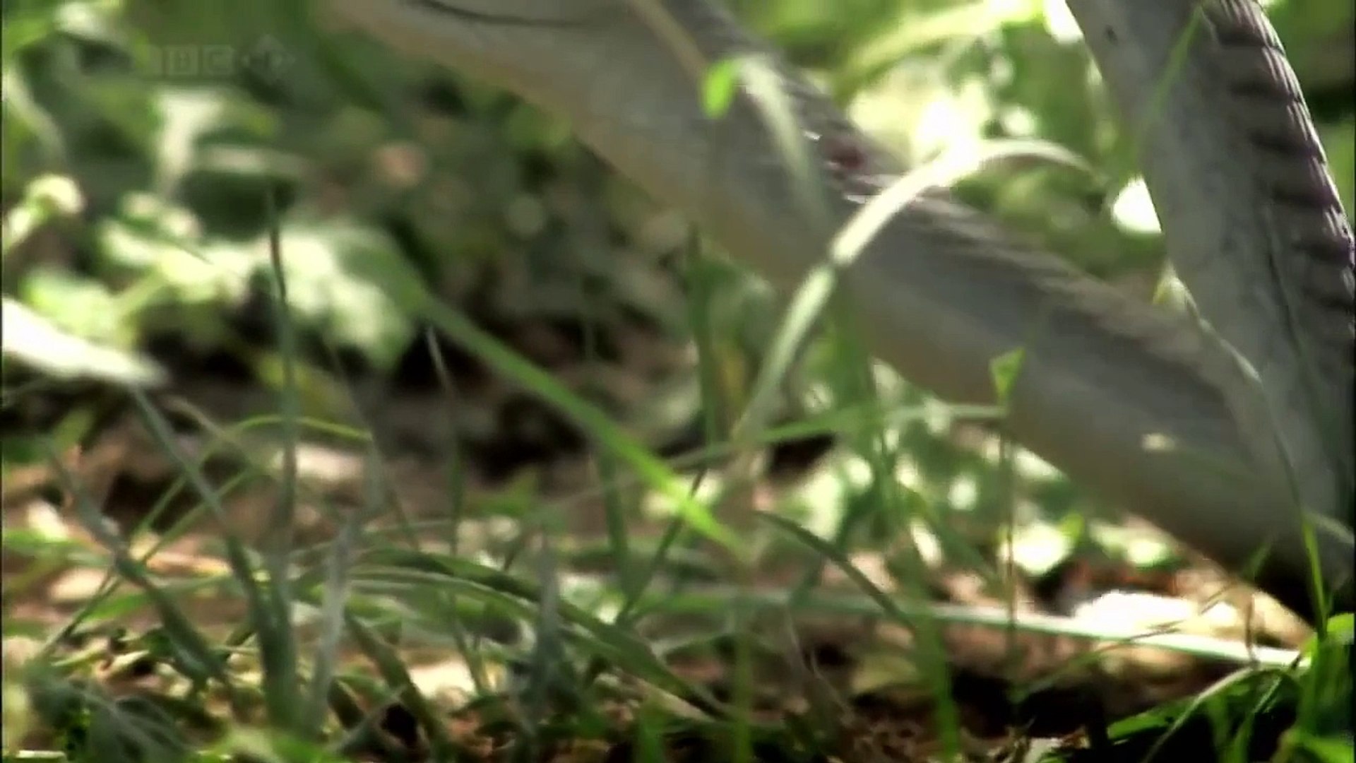 ⁣Animal Planet 2015 - Discovery Channel - Wildlife Animals - Snake Documentary [720 HD]