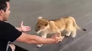Cute Baby lion with its owner! _ Tasify