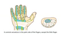 Carpal Tunnel Syndrome (CTS) - What is Carpal Tunnel Syndrome and how is it treated?