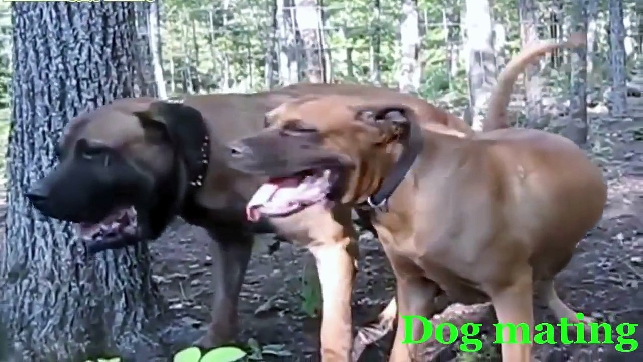 Funny Videos - Animals mating, Dogs mating,Funny Pranks,Best Funny Videos 2015
