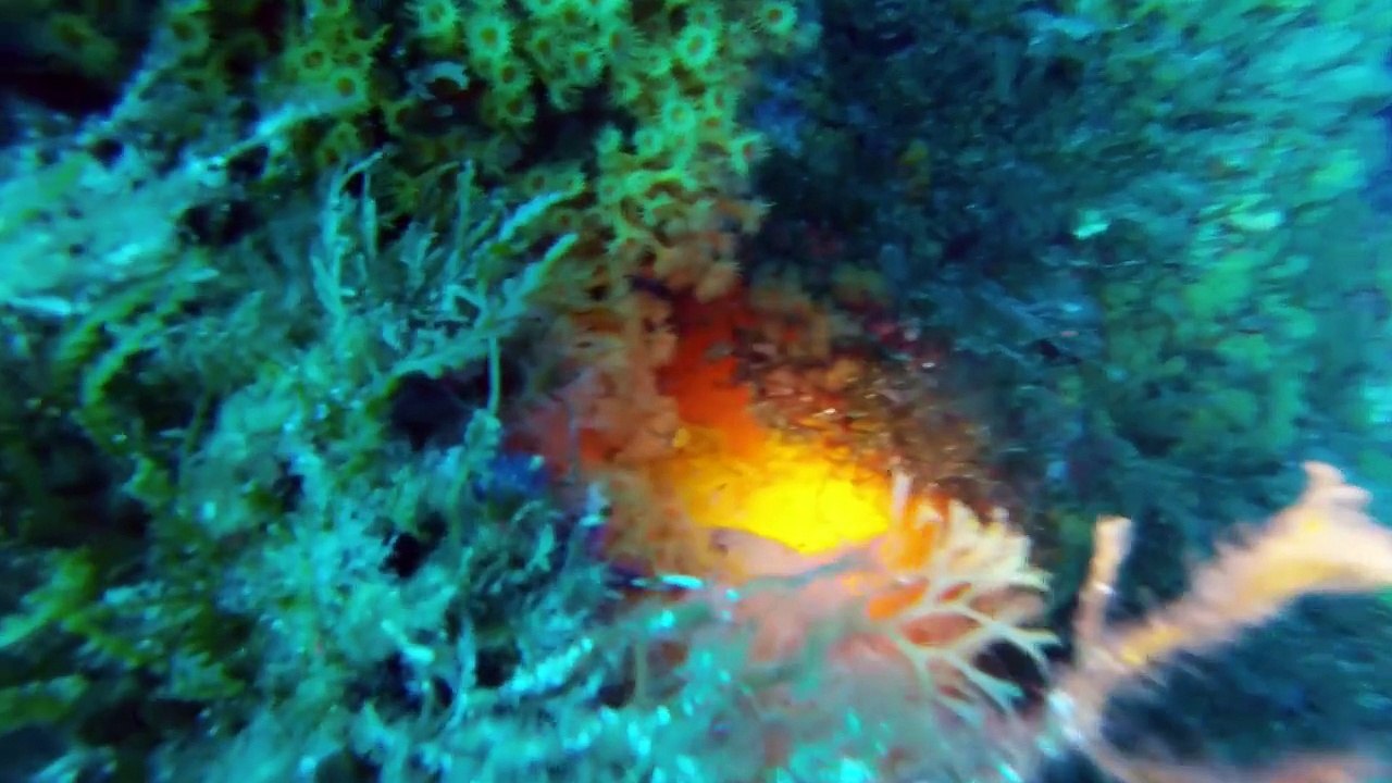 Tombant Est La Gabinière - Cyana Plongée Hyeres