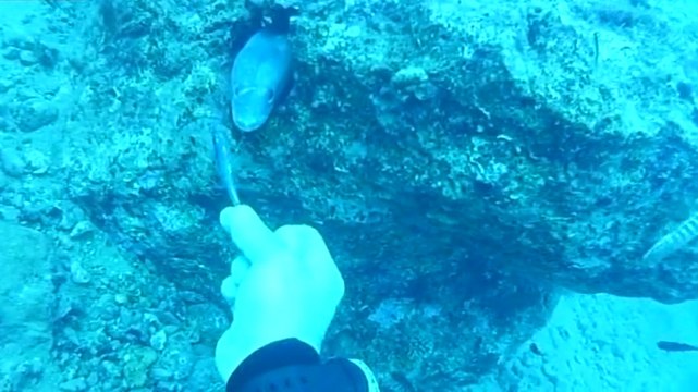 Deniz Yılanını Eliyle Besledi