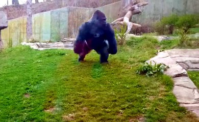 Goril Camın Arkasındaki İnsanlara Saldırmaya Çalıştı