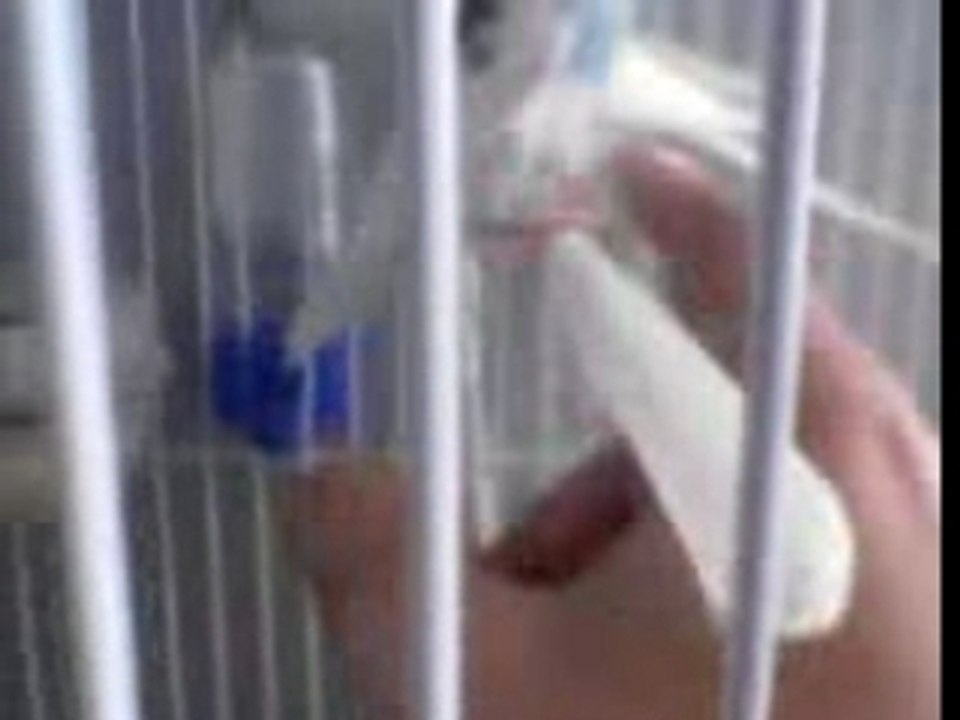 Perruches aprivoiser