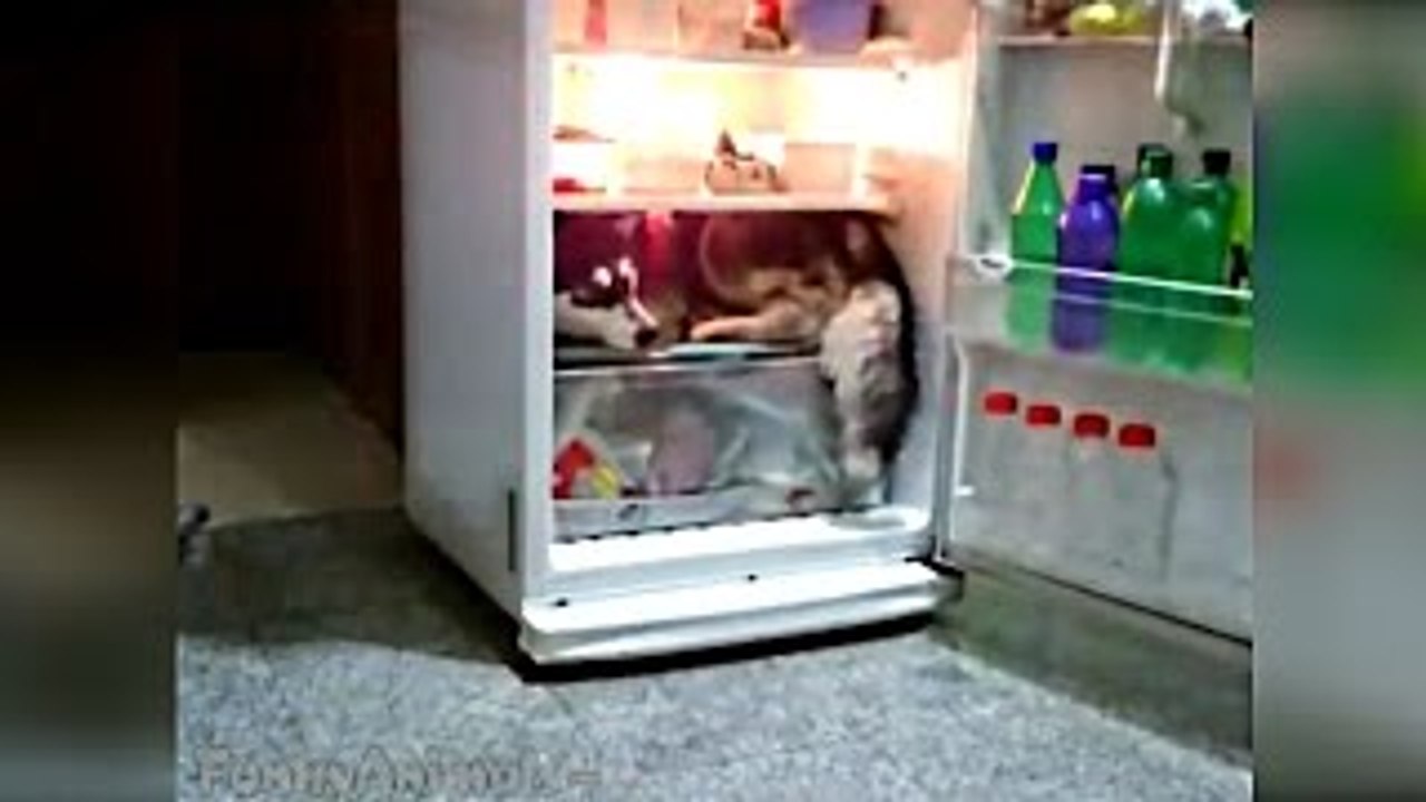 Lady First Kiss Top Best Funny Cats, Cow, Dog 2015, best funny animals vines compilation n