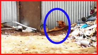 Dog's Dead Owner Caught On Camera Old Man Ghost Shocking Footage By Ghostworldmedia