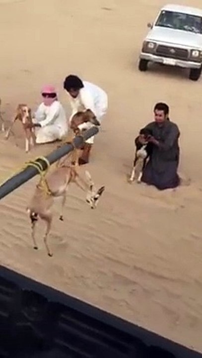 Amazing Dogs Race